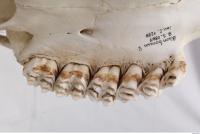 animal skull teeth 0026
